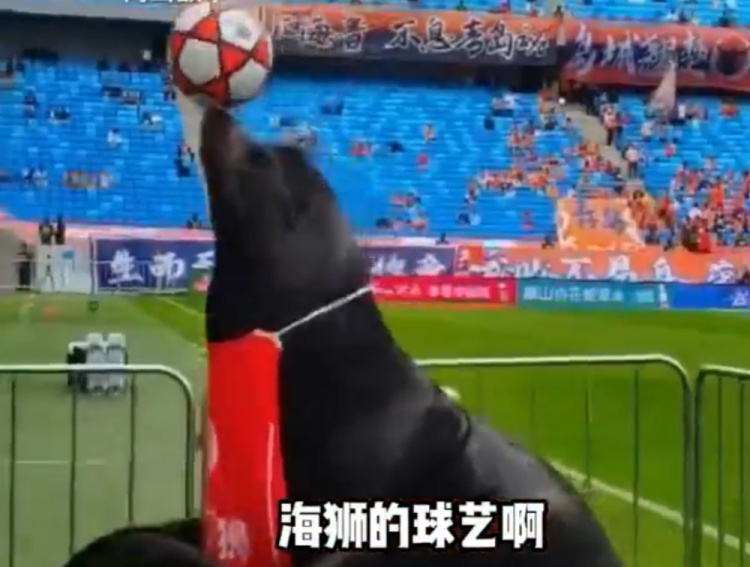 齊魯?shù)卤纫牒*{表演 現(xiàn)場頂球引球員側(cè)目 齊魯?shù)卤纫牒*{表演 現(xiàn)場頂球引球員側(cè)目